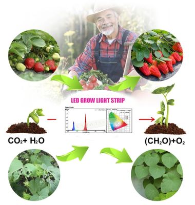 ชิป LED สำหรับปลูกพืชสีน้ำเงิน 1W SMD 3030 440-470nm 300mA 3.0-3.4V